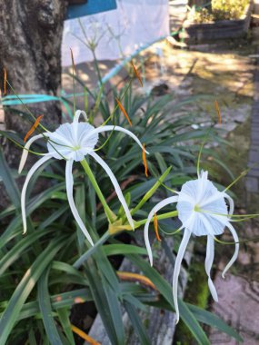 Endonezya bahçesindeki plaj örümceği çiçek ağacı. Beyaz örümceğe benzeyen güzel çiçekleri, kuraklığa dayanıklılığı ve kumlu toprakları dengeleme yeteneği ile bilinir.