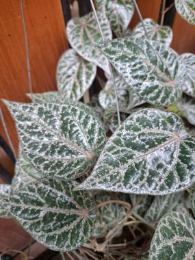 Endonezya ev bahçesinde kırmızı betel bitkisi. Çekici, kalp şeklinde yapraklarıyla bilinir. Üst yüzeyinde pembe ve gümüş benekli ve altında kırmızı olan yeşil yapraklar.