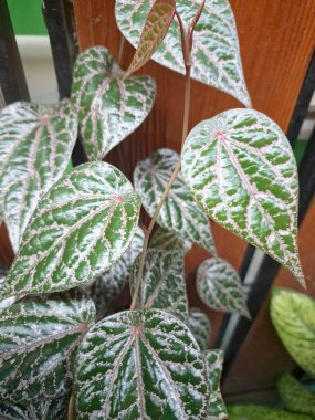 Endonezya ev bahçesinde kırmızı betel bitkisi. Çekici, kalp şeklinde yapraklarıyla bilinir. Üst yüzeyinde pembe ve gümüş benekli ve altında kırmızı olan yeşil yapraklar.