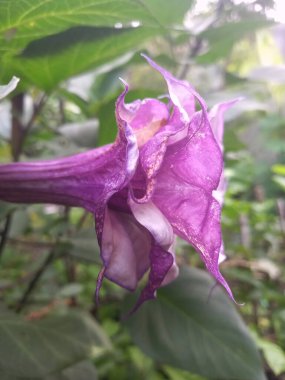 Mor datura çiçeği. Bunlar Datura bitkisinin çiçekleri. Melek trompeti gibi diğer isimlerle de bilinirler. Bu çiçeklerin büyük, mor taç yaprakları vardır ve özellikle geceleri güçlü bir koku yayabilirler.