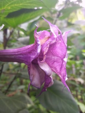 Mor datura çiçeği. Bunlar Datura bitkisinin çiçekleri. Melek trompeti gibi diğer isimlerle de bilinirler. Bu çiçeklerin büyük, mor taç yaprakları vardır ve özellikle geceleri güçlü bir koku yayabilirler.