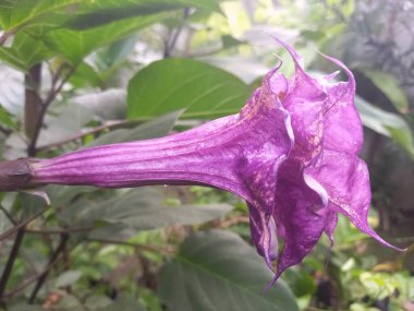 Mor datura çiçeği. Bunlar Datura bitkisinin çiçekleri. Melek trompeti gibi diğer isimlerle de bilinirler. Bu çiçeklerin büyük, mor taç yaprakları vardır ve özellikle geceleri güçlü bir koku yayabilirler.