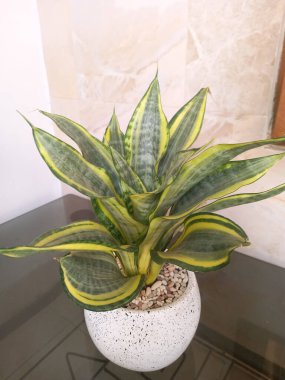 Sansevieria altın sancak ağacı beyaz yuvarlak bir tencerede. Bu, ortasında koyu yeşil çizgi olan ve sarı ya da altın kenarlı yaprakları olan bir yılan türü. Bu bitki popüler çünkü bakımı kolay, havayı ve oda dekoratörünü temizleyebilir.