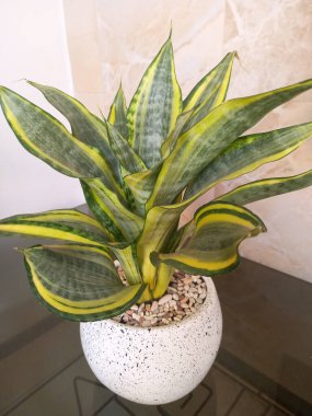 Sansevieria altın sancak ağacı beyaz yuvarlak bir tencerede. Bu, ortasında koyu yeşil çizgi olan ve sarı ya da altın kenarlı yaprakları olan bir yılan türü. Bu bitki popüler çünkü bakımı kolay, havayı ve oda dekoratörünü temizleyebilir.