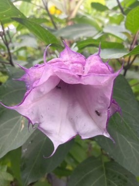 Mor datura çiçeği. Bunlar Datura bitkisinin çiçekleri. Melek trompeti gibi diğer isimlerle de bilinirler. Bu çiçeklerin büyük, mor taç yaprakları vardır ve özellikle geceleri güçlü bir koku yayabilirler.