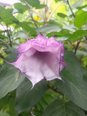Mor datura çiçeği. Bunlar Datura bitkisinin çiçekleri. Melek trompeti gibi diğer isimlerle de bilinirler. Bu çiçeklerin büyük, mor taç yaprakları vardır ve özellikle geceleri güçlü bir koku yayabilirler.