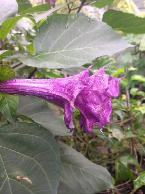 Mor datura çiçeği. Bunlar Datura bitkisinin çiçekleri. Melek trompeti gibi diğer isimlerle de bilinirler. Bu çiçeklerin büyük, mor taç yaprakları vardır ve özellikle geceleri güçlü bir koku yayabilirler.