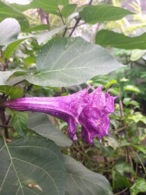Mor datura çiçeği. Bunlar Datura bitkisinin çiçekleri. Melek trompeti gibi diğer isimlerle de bilinirler. Bu çiçeklerin büyük, mor taç yaprakları vardır ve özellikle geceleri güçlü bir koku yayabilirler.