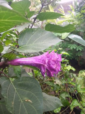 Mor datura çiçeği. Bunlar Datura bitkisinin çiçekleri. Melek trompeti gibi diğer isimlerle de bilinirler. Bu çiçeklerin büyük, mor taç yaprakları vardır ve özellikle geceleri güçlü bir koku yayabilirler.