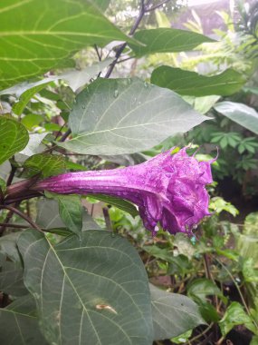 Mor datura çiçeği. Bunlar Datura bitkisinin çiçekleri. Melek trompeti gibi diğer isimlerle de bilinirler. Bu çiçeklerin büyük, mor taç yaprakları vardır ve özellikle geceleri güçlü bir koku yayabilirler.
