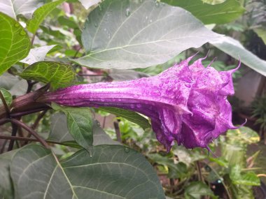 Mor datura çiçeği. Bunlar Datura bitkisinin çiçekleri. Melek trompeti gibi diğer isimlerle de bilinirler. Bu çiçeklerin büyük, mor taç yaprakları vardır ve özellikle geceleri güçlü bir koku yayabilirler.
