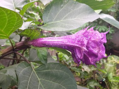 Mor datura çiçeği. Bunlar Datura bitkisinin çiçekleri. Melek trompeti gibi diğer isimlerle de bilinirler. Bu çiçeklerin büyük, mor taç yaprakları vardır ve özellikle geceleri güçlü bir koku yayabilirler.