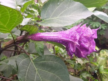 Mor datura çiçeği. Bunlar Datura bitkisinin çiçekleri. Melek trompeti gibi diğer isimlerle de bilinirler. Bu çiçeklerin büyük, mor taç yaprakları vardır ve özellikle geceleri güçlü bir koku yayabilirler.
