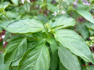 Tatlı fesleğen ağacı. Tatlı fesleğen esasen mutfak malzemesi, çeşitli endüstriler için gerekli yağlar ve şifalı bir bitki olarak kullanılan hoş kokulu bir bitkidir. Aynı zamanda aromaterapide ve böcek kovucu olarak da kullanılır.