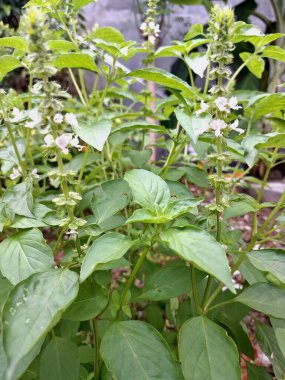 Tatlı fesleğen ağacı. Tatlı fesleğen esasen mutfak malzemesi, çeşitli endüstriler için gerekli yağlar ve şifalı bir bitki olarak kullanılan hoş kokulu bir bitkidir. Aynı zamanda aromaterapide ve böcek kovucu olarak da kullanılır.