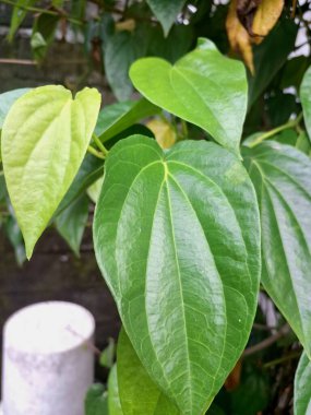 Betel ağacı. Sonsuza kadar yeşildir, sarmaşık, kalp şeklinde parlak yaprakları vardır. Betel bitkisi yaprakları için yetiştirilir ve genellikle fındık çiğnemek için kullanılır.