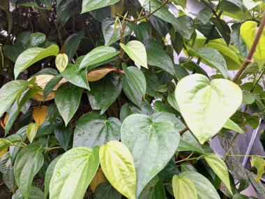 Betel ağacı. Sonsuza kadar yeşildir, sarmaşık, kalp şeklinde parlak yaprakları vardır. Betel bitkisi yaprakları için yetiştirilir ve genellikle fındık çiğnemek için kullanılır.