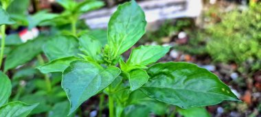 Tatlı fesleğen ağacı. Tatlı fesleğen esasen mutfak malzemesi, çeşitli endüstriler için gerekli yağlar ve şifalı bir bitki olarak kullanılan hoş kokulu bir bitkidir. Aynı zamanda aromaterapide ve böcek kovucu olarak da kullanılır.