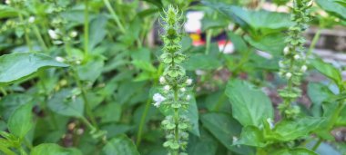 Tatlı fesleğen ağacı. Tatlı fesleğen esasen mutfak malzemesi, çeşitli endüstriler için gerekli yağlar ve şifalı bir bitki olarak kullanılan hoş kokulu bir bitkidir. Aynı zamanda aromaterapide ve böcek kovucu olarak da kullanılır.