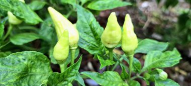 Ağaçta kırmızı biber meyvesi. Cayenne biberi genellikle yemeklerde bir baharat olarak kullanılır ve çeşitli yemeklere baharatlı bir ısı eklenir. Mutfak uygulamalarının ötesinde, özellikle kapsaisin içeriği nedeniyle, potansiyel sağlık faydalarıyla da bilinir.