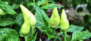 Ağaçta kırmızı biber meyvesi. Cayenne biberi genellikle yemeklerde bir baharat olarak kullanılır ve çeşitli yemeklere baharatlı bir ısı eklenir. Mutfak uygulamalarının ötesinde, özellikle kapsaisin içeriği nedeniyle, potansiyel sağlık faydalarıyla da bilinir.