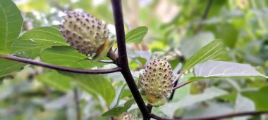 Mor Datura meyvesi. Çok zehirlidirler. Yenmek için tasarlanmamışlardır ve sindirildiklerinde ciddi zarar verebilirler. Meyvenin tadı acı ve mide bulandırıcı olarak tanımlanır.