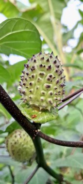 Ağaçta mor datura meyvesi. Bu meyveler tipik olarak oval şekilli, dikenli ve donuk mor veya grimsi mor renktedir. Zehirli oldukları biliniyor ve sindirilirse halüsinasyonlara neden olabilirler.