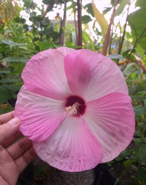 Hibiscus luna pembe girdap çiçeği. Bu, büyük, gösterişli çiçekleri ile tanınan, koyu kiraz kırmızısı bir merkezin etrafında eşsiz bir pembe ve beyaz girdap deseni olan kompakt, dayanıklı uzun ömürlü bir amber çiçeği.