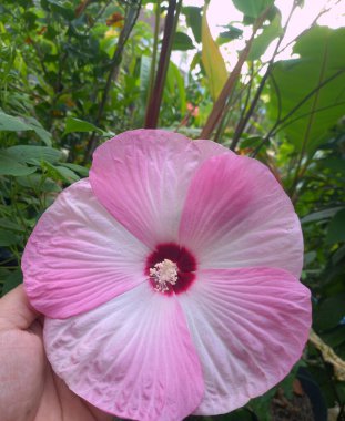 Hibiscus luna pembe girdap çiçeği. Bu, büyük, gösterişli çiçekleri ile tanınan, koyu kiraz kırmızısı bir merkezin etrafında eşsiz bir pembe ve beyaz girdap deseni olan kompakt, dayanıklı uzun ömürlü bir amber çiçeği.