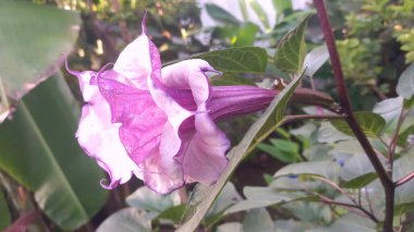 Mor datura çiçeği. Bunlar Datura bitkisinin çiçekleri. Melek trompeti gibi diğer isimlerle de bilinirler. Bu çiçeklerin büyük, mor taç yaprakları vardır ve özellikle geceleri güçlü bir koku yayabilirler.