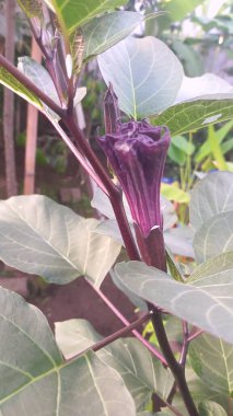 Mor datura çiçeği. Bunlar Datura bitkisinin çiçekleri. Melek trompeti gibi diğer isimlerle de bilinirler. Bu çiçeklerin büyük, mor taç yaprakları vardır ve özellikle geceleri güçlü bir koku yayabilirler.