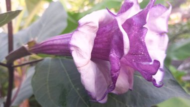 Mor datura çiçeği. Bunlar Datura bitkisinin çiçekleri. Melek trompeti gibi diğer isimlerle de bilinirler. Bu çiçeklerin büyük, mor taç yaprakları vardır ve özellikle geceleri güçlü bir koku yayabilirler.