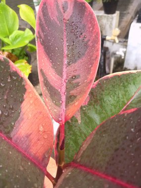 Ficus yakut yaprağının yakın çekimi, canlı pembe ve yeşil çeşitliliğini, hassas damarlarını ve pürüzsüz dokusunu vurguluyor. Karmaşık desenler ve canlı renkler bu tropikal bitkinin zarafetini ve eşsiz güzelliğini yakalıyor.