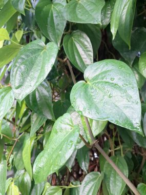 Betel bitkisi. Betel yaprakları esasen areca fındığı ile çiğnemek için, bazen de tütünle, tat katmak için bir paket olarak kullanılır. Gargara olarak da kullanılabilir.