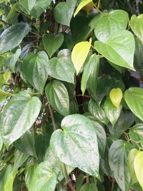 Betel bitkisi. Betel yaprakları esasen areca fındığı ile çiğnemek için, bazen de tütünle, tat katmak için bir paket olarak kullanılır. Gargara olarak da kullanılabilir.