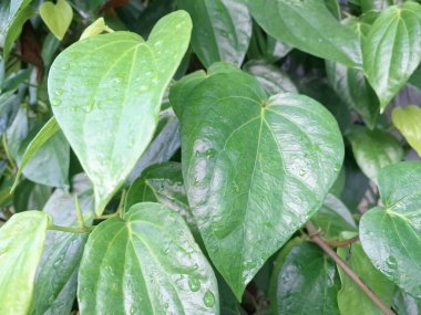 Betel bitkisi. Betel yaprakları esasen areca fındığı ile çiğnemek için, bazen de tütünle, tat katmak için bir paket olarak kullanılır. Gargara olarak da kullanılabilir.