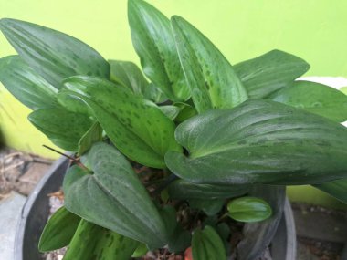 Drimiopsis maculata, Afrika Hosta bitkisi olarak da bilinir. Parlak yeşil yapraklarıyla karakterize edilir. Ayırt edici koyu lekeleri vardır. Genellikle güneş ışığında daha belirgindir. Bitki baharda küçük, krem rengi ya da beyaz olmayan çiçekler üretir.