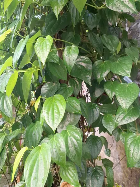 Betel bitkisi. Betel yaprakları esasen areca fındığı ile çiğnemek için, bazen de tütünle, tat katmak için bir paket olarak kullanılır. Gargara olarak da kullanılabilir.