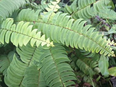 Nevada eğreltiotu ağacı. Boston eğreltiotunun popüler bir ekimi. Güçlü büyümesi, simetrik yaprakları ve koyu yeşil rengiyle ünlüdür.