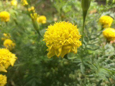 Bahçedeki sarı kadife çiçeği. Sarı kadife çiçekleri canlı, güneşli renkleri ile bilinir ve bahçelerde popüler bir seçimdir.