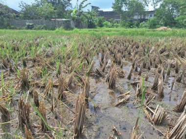 Pirinç sapları, hala ıslak olan topraklarda pirinç hasat edildikten sonra kısmen kesilir. Bu kesme işlemi pirinç hasadı ile eş zamanlı olarak gerçekleştirilir ve pirinç toplama sürecinin önemli bir parçasıdır.