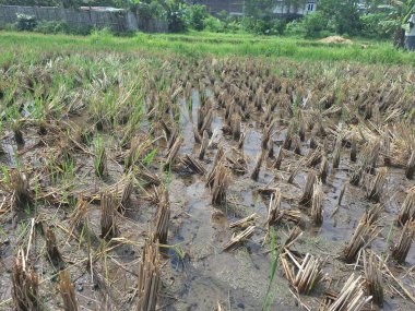 Pirinç sapları, hala ıslak olan topraklarda pirinç hasat edildikten sonra kısmen kesilir. Bu kesme işlemi pirinç hasadı ile eş zamanlı olarak gerçekleştirilir ve pirinç toplama sürecinin önemli bir parçasıdır.
