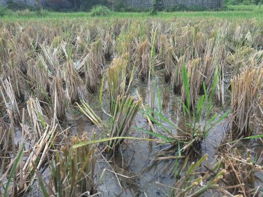 Pirinç sapları, hala ıslak olan topraklarda pirinç hasat edildikten sonra kısmen kesilir. Bu kesme işlemi pirinç hasadı ile eş zamanlı olarak gerçekleştirilir ve pirinç toplama sürecinin önemli bir parçasıdır.