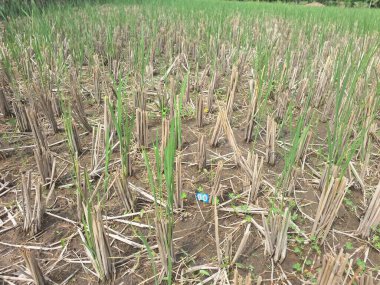 Pirinç sapları pirinç hasat edildikten sonra kısmen kesilir. Bu kesme işlemi pirinç hasadı ile eş zamanlı olarak gerçekleştirilir ve pirinç toplama sürecinin önemli bir parçasıdır.