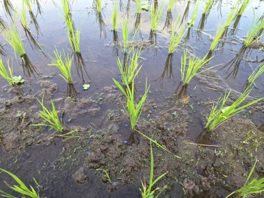 Endonezya pirinç tarlalarında yeşil pirinç bitkileri. Genellikle Endonezya pirinç tarlalarında bulunan sulu ve çamurlu ortamlarda yetişiyorlar.