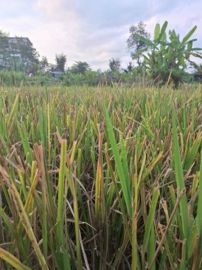 Pohon padi yang sudah dipanen di sawah. Proses pemotongan ini dilakukan bersamaan dengan pemanenan padi dan merupakan bagian waiting dari proses pemanenan padi