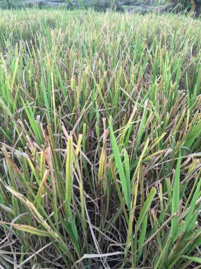Pohon padi yang sudah dipanen di sawah. Proses pemotongan ini dilakukan bersamaan dengan pemanenan padi dan merupakan bagian waiting dari proses pemanenan padi