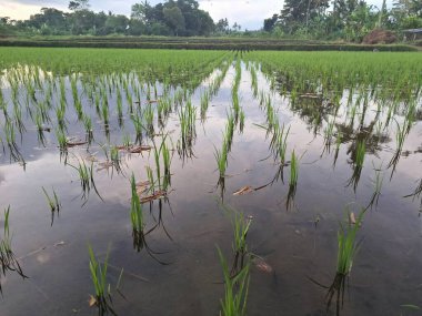 Endonezya pirinç tarlalarında yeşil pirinç bitkileri. Genellikle Endonezya pirinç tarlalarında bulunan sulu ve çamurlu ortamlarda yetişiyorlar.