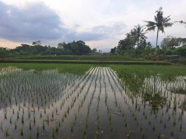 Endonezya pirinç tarlalarında yeşil pirinç bitkileri. Genellikle Endonezya pirinç tarlalarında bulunan sulu ve çamurlu ortamlarda yetişiyorlar.