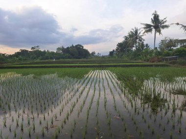Endonezya pirinç tarlalarında yeşil pirinç bitkileri. Genellikle Endonezya pirinç tarlalarında bulunan sulu ve çamurlu ortamlarda yetişiyorlar.